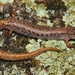Four-toed Salamander - Photo (c) Matthew Ireland, all rights reserved, uploaded by Matthew Ireland
