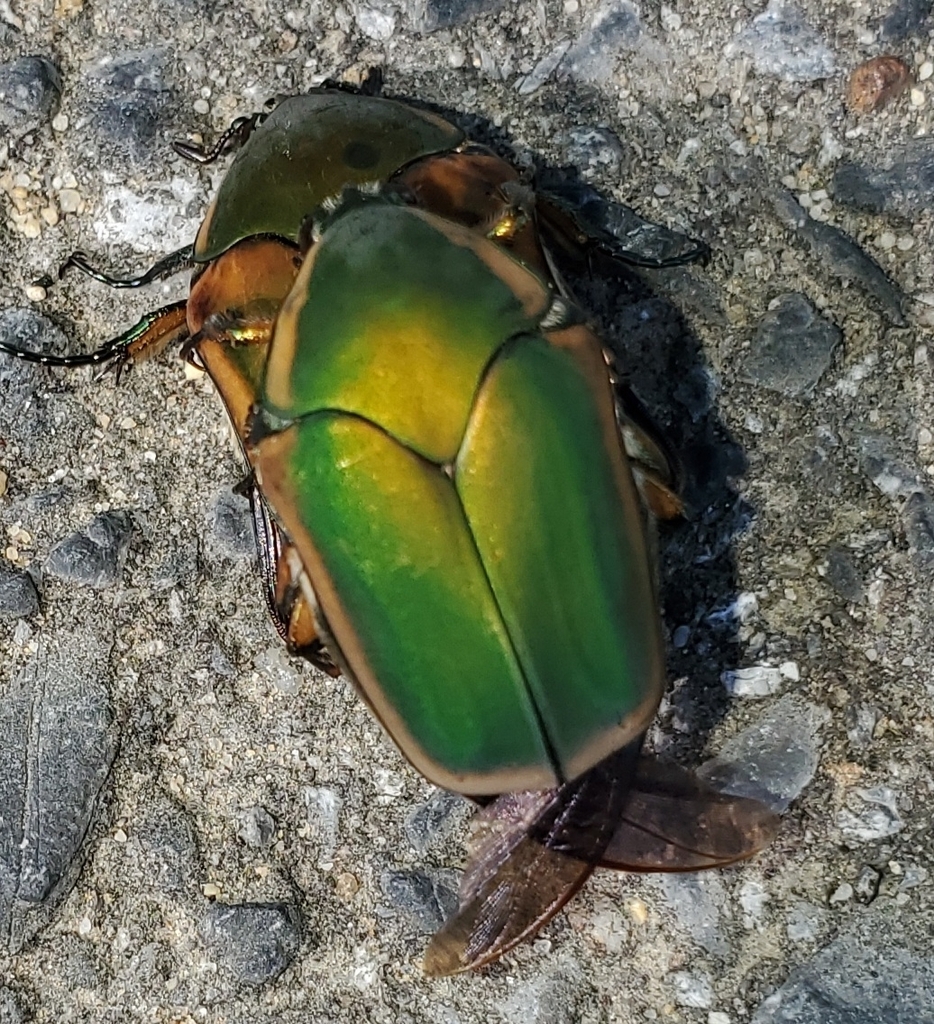 Common Green June Beetle from PRNC FREDERCK, MD 20678, USA on July 16 ...