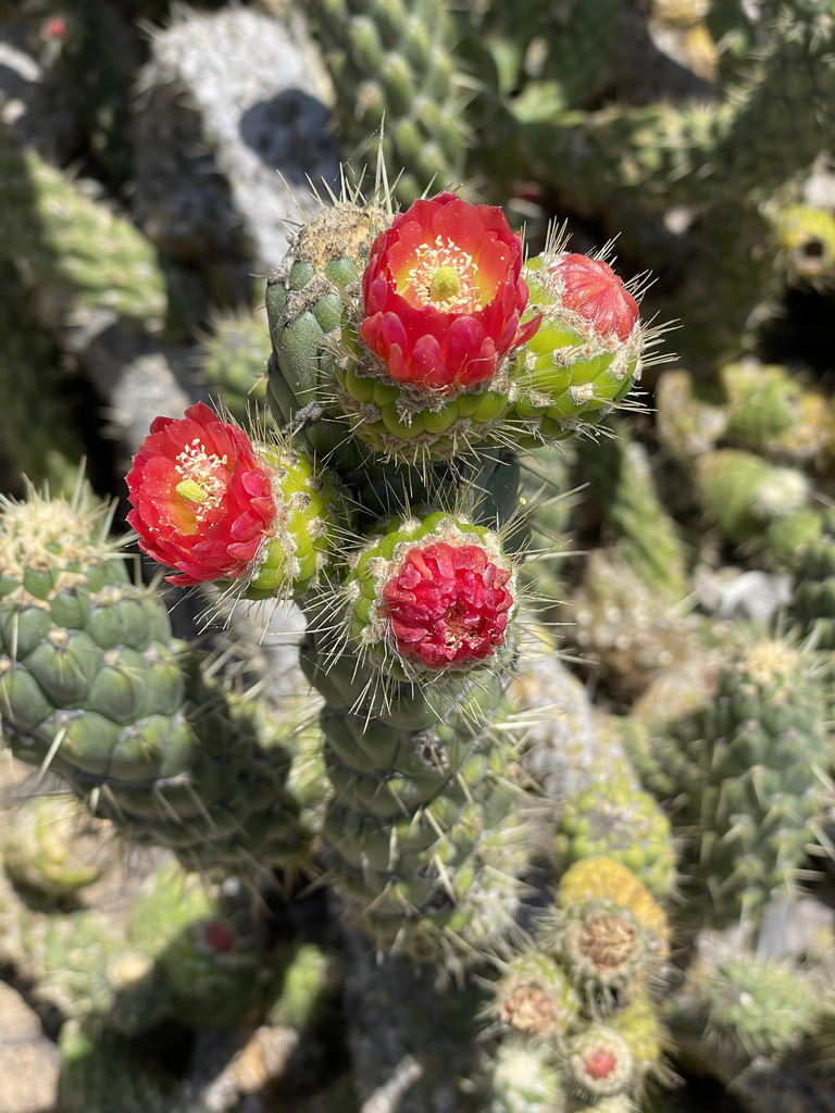 Cane Cactus (Austrocylindropuntia cylindrica)  iNaturalist