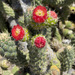 Cane Cactus - Photo (c) David Keil, all rights reserved, uploaded by David Keil