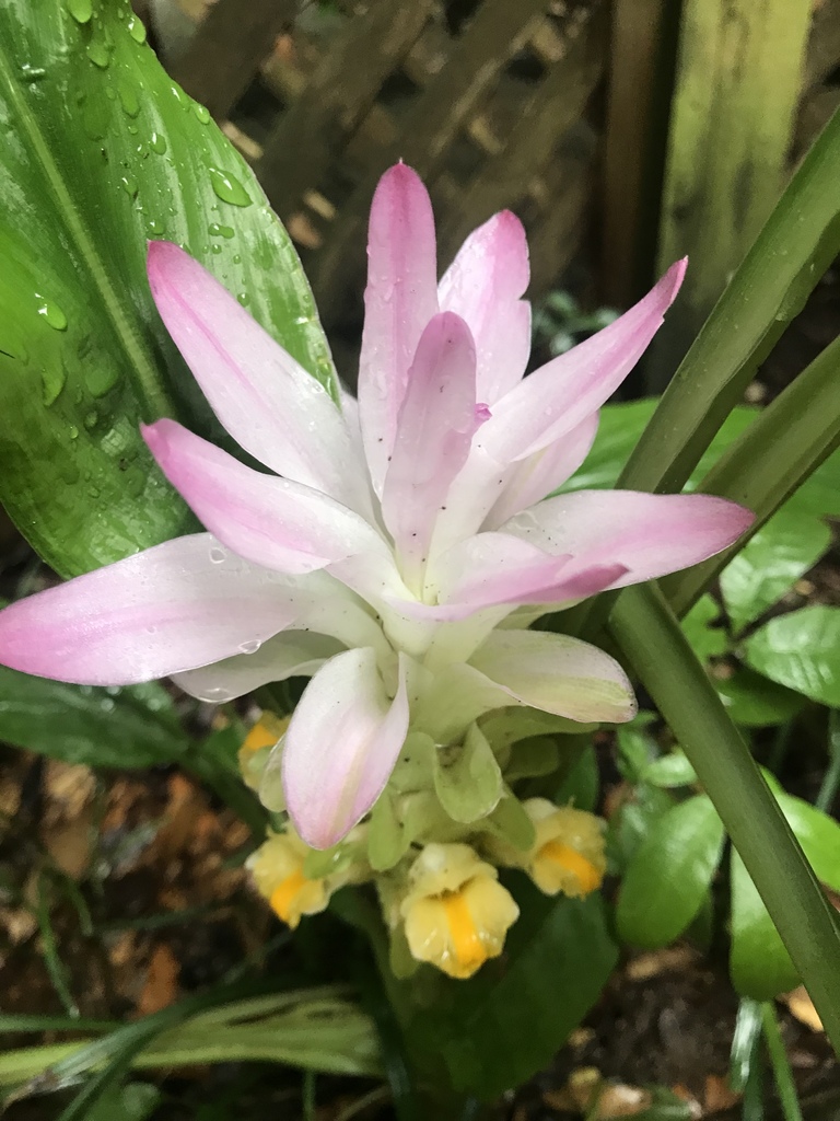 Curcuma petiolata (Curcuma petiolata)