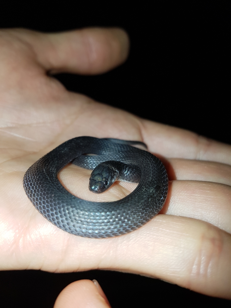 Hallowell's Coffee Snake (Ninia atrata) · iNaturalist