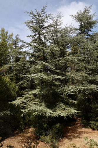 Atlas cedar