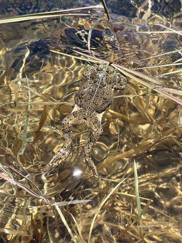 iNaturalist observation photo of Yosemite Toad