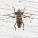 Spined Oak Borer - Photo (c) Timothy Reichard, all rights reserved, uploaded by Timothy Reichard