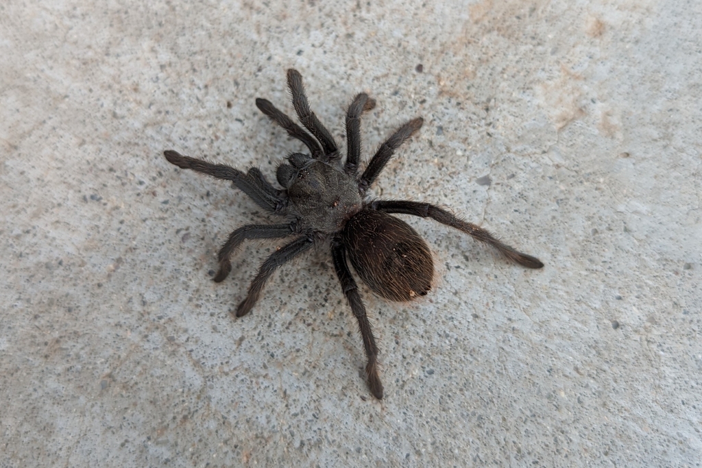 Tucson Bronze Tarantula from Sierra Vista, AZ 85635, USA on July 16 ...