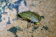 豪州最珍品ゴキブリ 三葉虫のようなPolyzosteria mitchelli Mitchell's