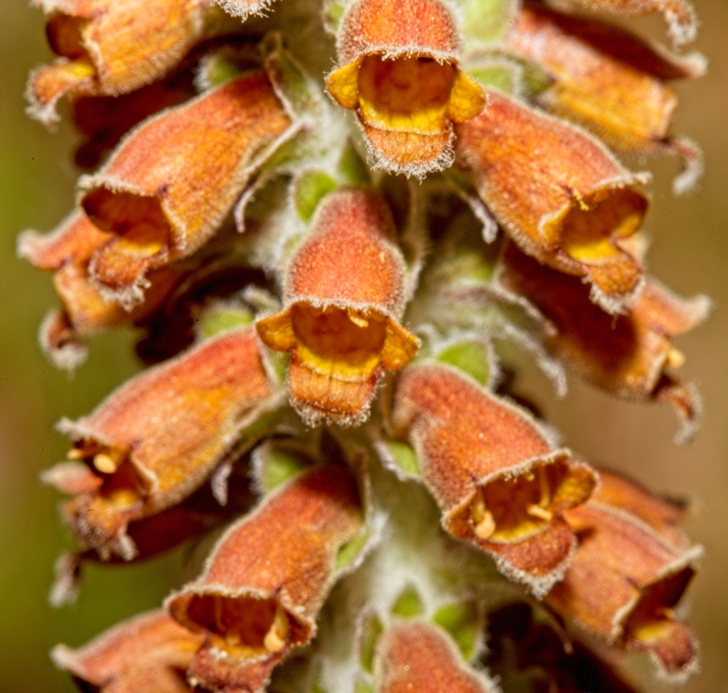 Dedalera