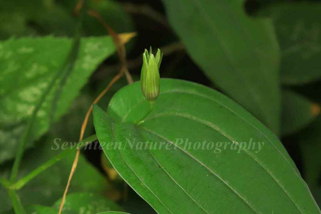 Stemona japonica (Stemona japonica)