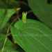 Stemona japonica - Photo (c) Kaniska, all rights reserved, uploaded by Kaniska