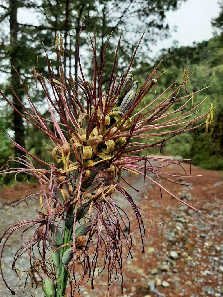Manfreda hauniensis