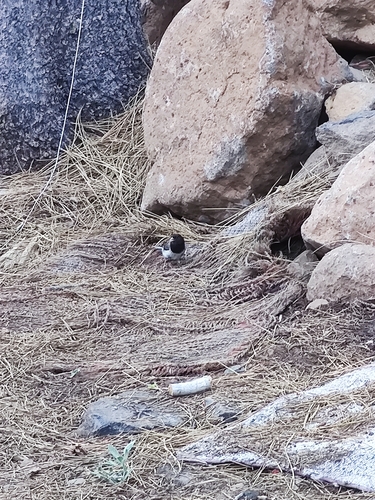 iNaturalist observation photo of Dark-eyed Junco