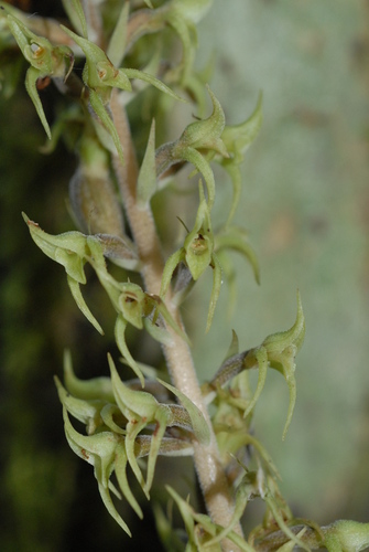 Buchtienia