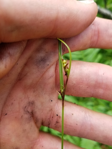 slender nutrush (Scleria minor)