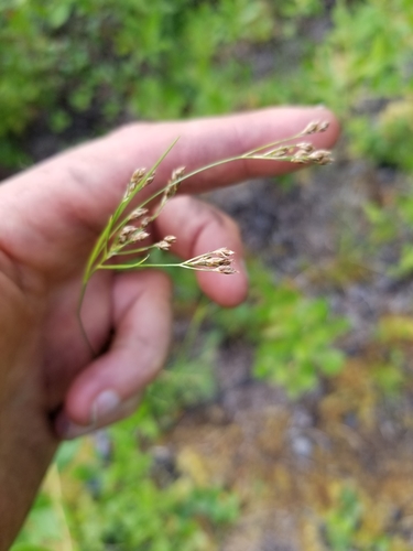 Torrey's beaksedge (Rhynchospora torreyana)