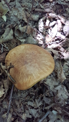 Dotted-stalked Suillus