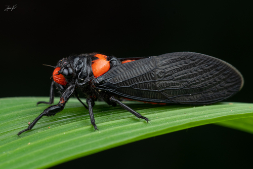 Cicadas (Superfamily Cicadoidea) · iNaturalist