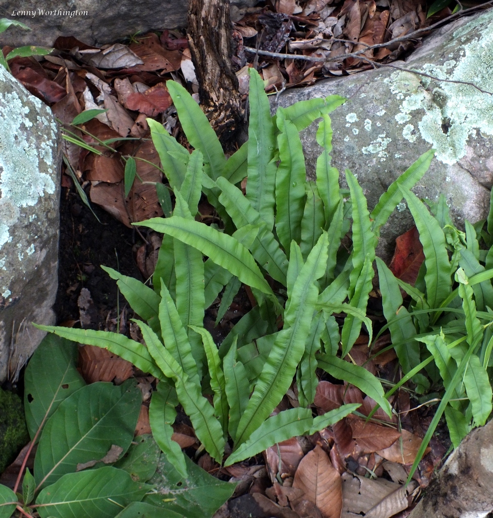 Oleandra undulata (Oleandra undulata)