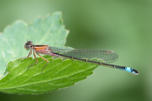 Ischnura elegans