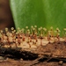 Physarella oblonga - Photo (c) Russell Gray, todos los derechos reservados, subido por Russell Gray