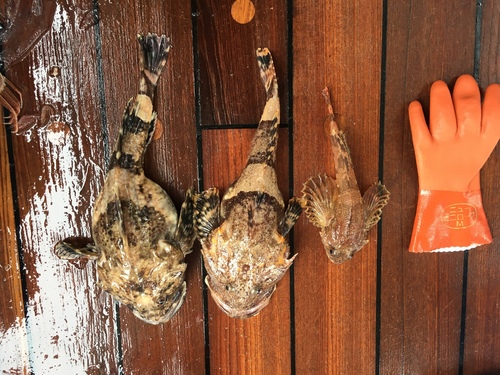 Plain sculpin