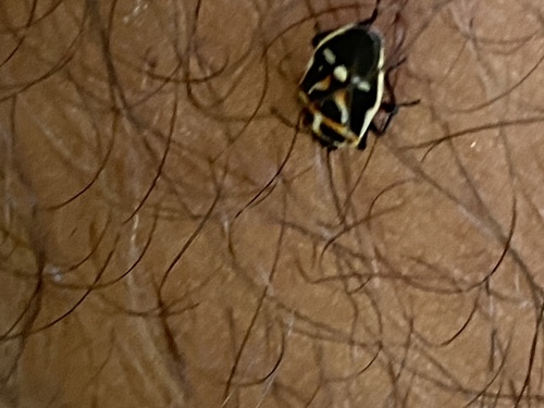 Eurydema rugulosa
