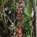 Heliconia huilensis - Photo (c) Jeison Rosero, todos os direitos reservados, uploaded by Jeison Rosero