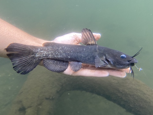 Snail Bullhead