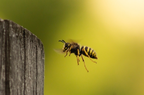 Vespula ingrica