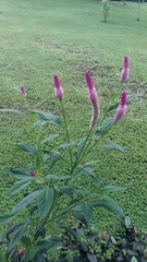 Image of Celosia spicata