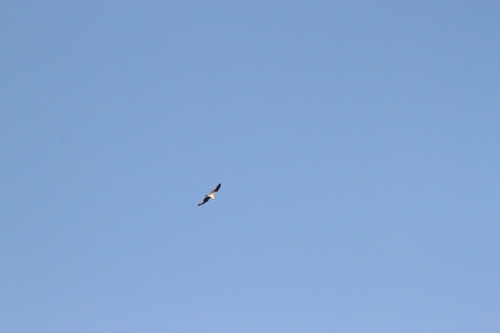 iNaturalist observation photo of Osprey