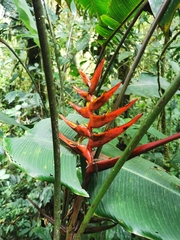 Heliconia lankesteri image