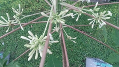 Carica papaya image