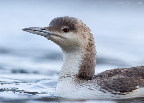 Arctic Loon