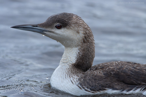 Arctic Loon