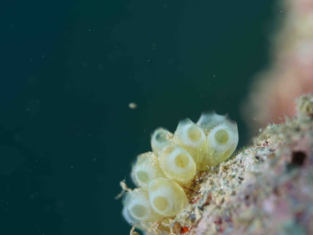 Perophora modificata from Dembeni, YT on July 14, 2022 at 1002 AM by