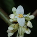 Begonia botryoides - Photo (c) Rudy Gelis, todos os direitos reservados, uploaded by Rudy Gelis