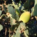 Quercus garryana semota - Photo (c) Ted Barone, όλα τα δικαιώματα διατηρούνται, uploaded by Ted Barone