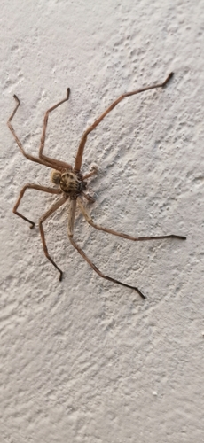 Eusparassus arabicus