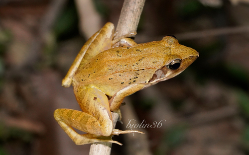 Rana zhenhaiensis Ye, Fei & Matsui, 1995