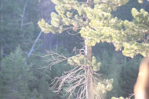iNaturalist observation photo of Western Wood-Pewee