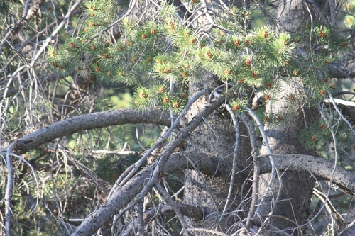 iNaturalist observation photo of Dark-eyed Junco