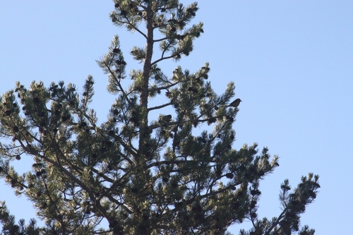 iNaturalist observation photo of Red Crossbill