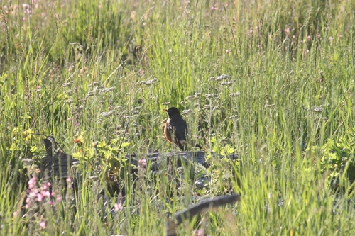 iNaturalist observation photo of American Robin