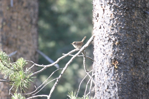 iNaturalist observation photo of Northern House Wren