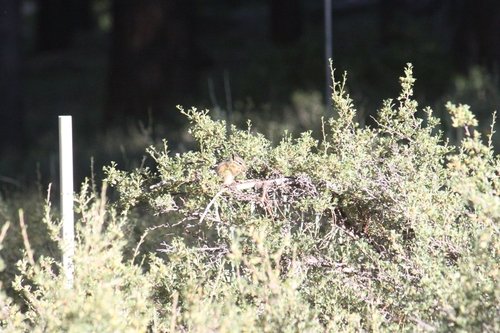 iNaturalist observation photo of Western Chipmunks