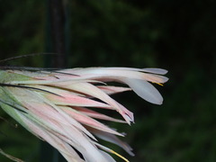 Image of Pitcairnia heterophylla