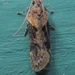 Black-smudged Chionodes Moth - Photo (c) John Ratzlaff, all rights reserved, uploaded by John Ratzlaff