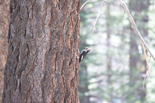 iNaturalist observation photo of White-headed Woodpecker