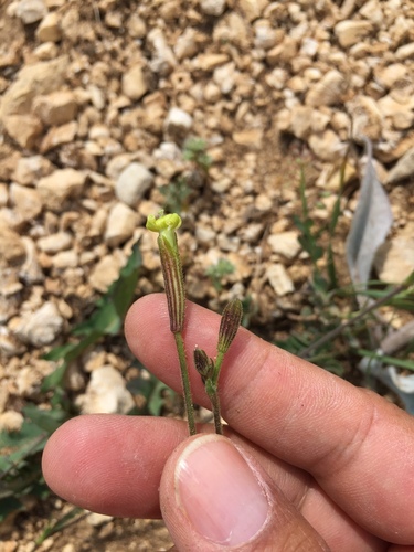 Silene oligotricha